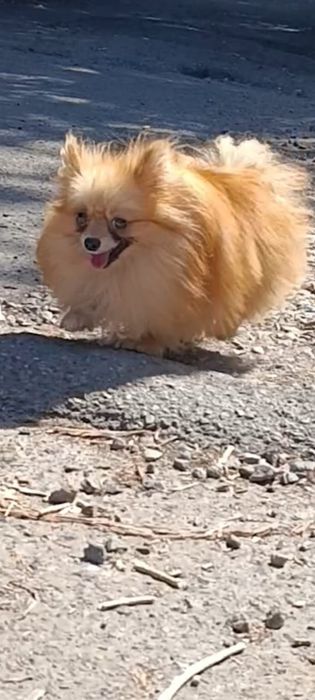 Мальчик шпиц с документами миник