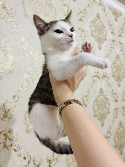 Котенок (кошка) в добрые руки