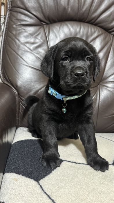 Pui Labrador Retriever