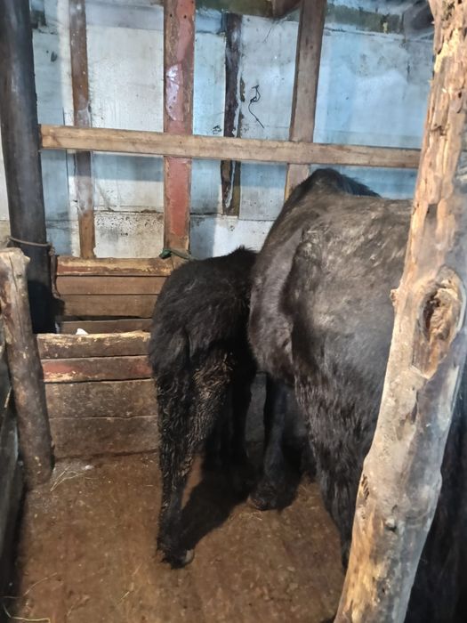 Продаёсят Бие  с  жеребенкам Байтал