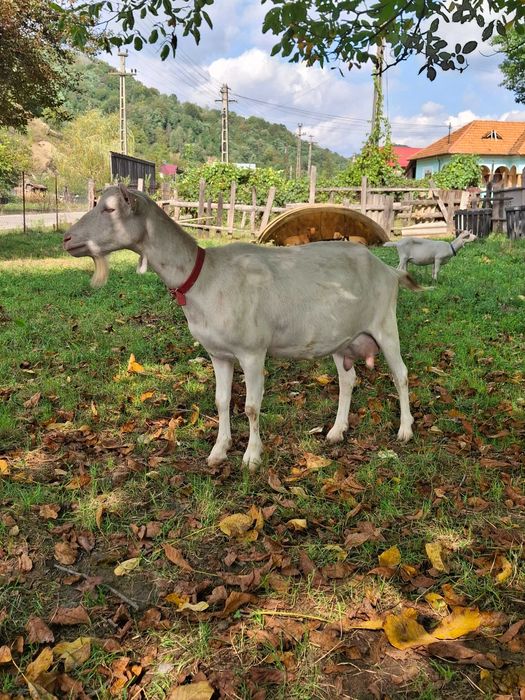 Capre sannen de vanzare