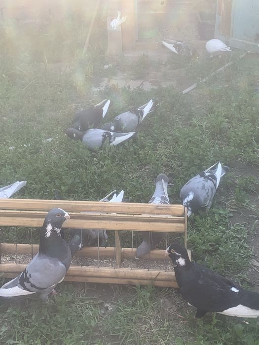 Турецкий голубеь адана