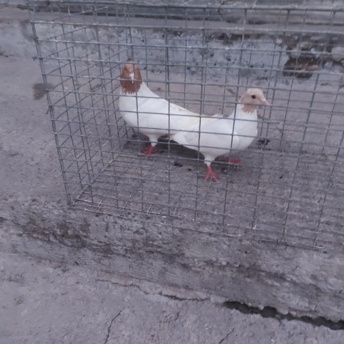 Сарыбас пара гатовый лет с игрой