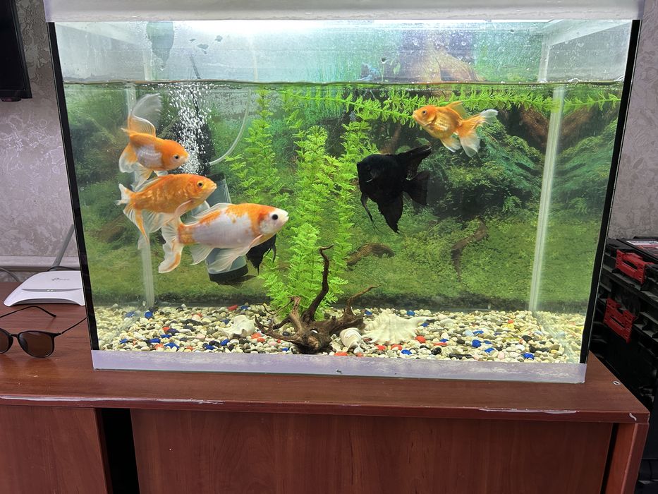 Продам аквариум 103 л с рыбками