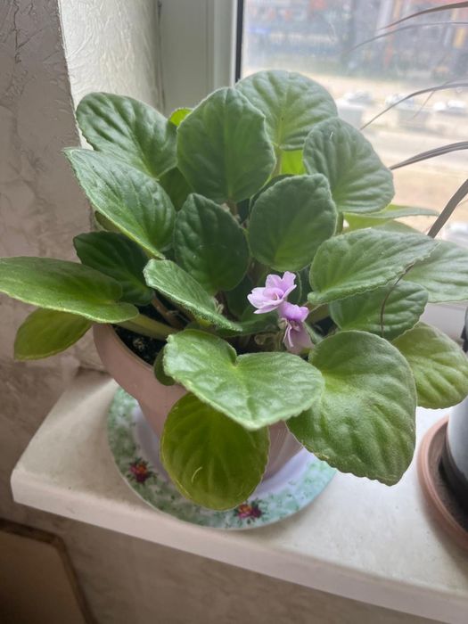 Цветы домашние