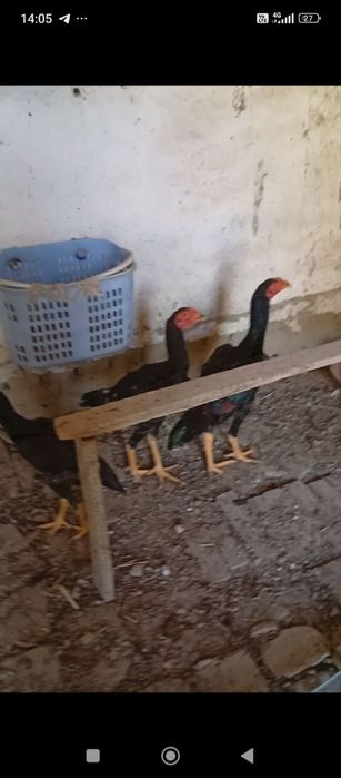 Жужалар сотилади