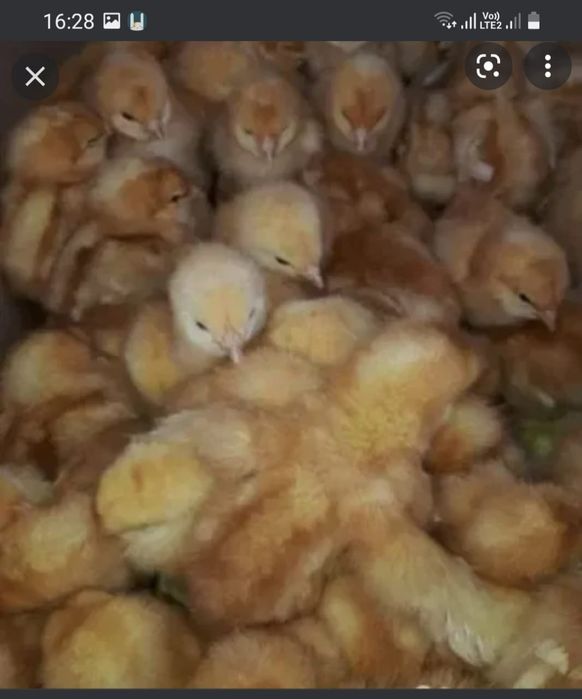 Есть цыплята ломан браун