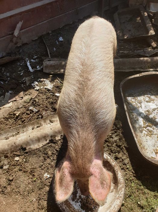 Женско прасе 100/120 кг