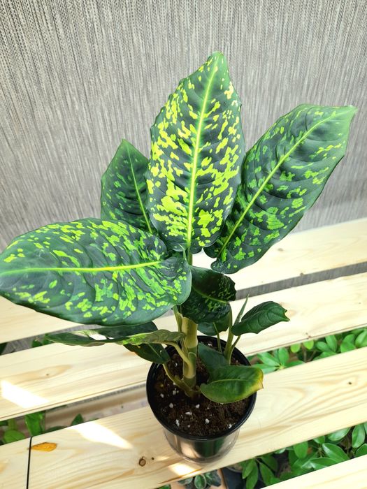 Продам Диффенбахия Рефлектор