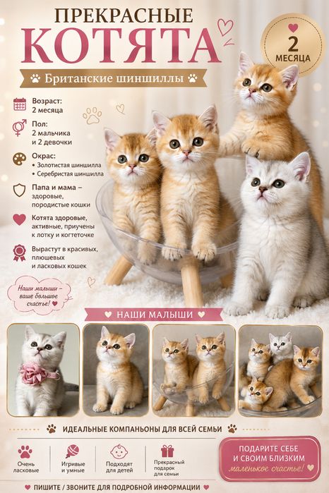 Mushuk Zoddor mushuklar soriladi: 300 у.е. - Кошки Ташкент на Olx