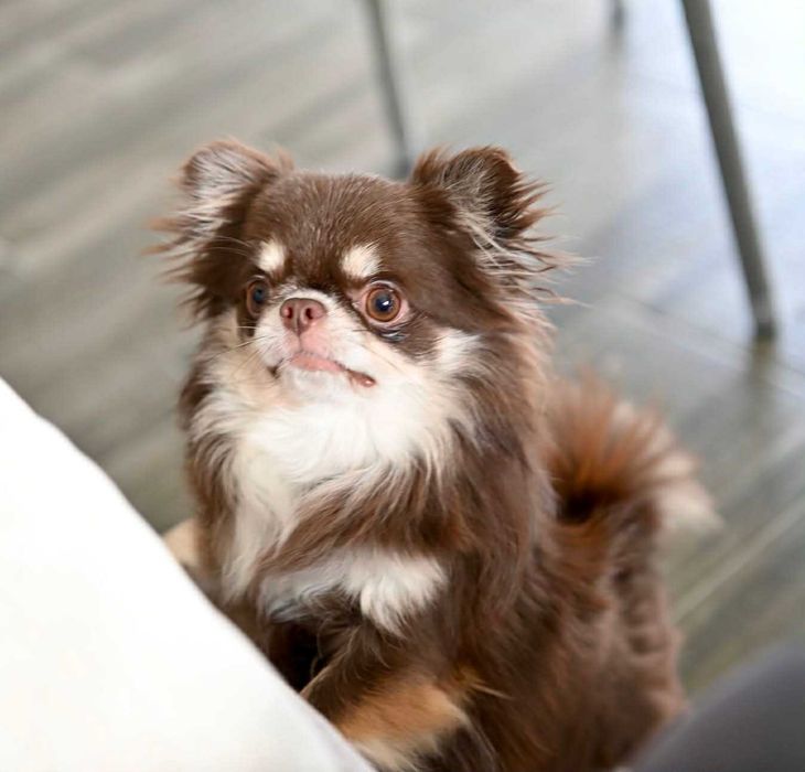 Мъжко миниатюрно дългокосместо чихуахуа шоколадов тен