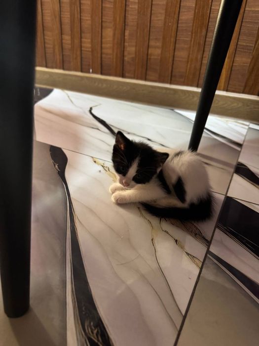 Отдадим  котят бесплатно