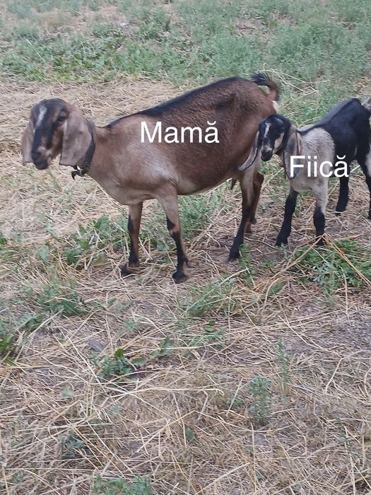 Se vand capte, pretul difera