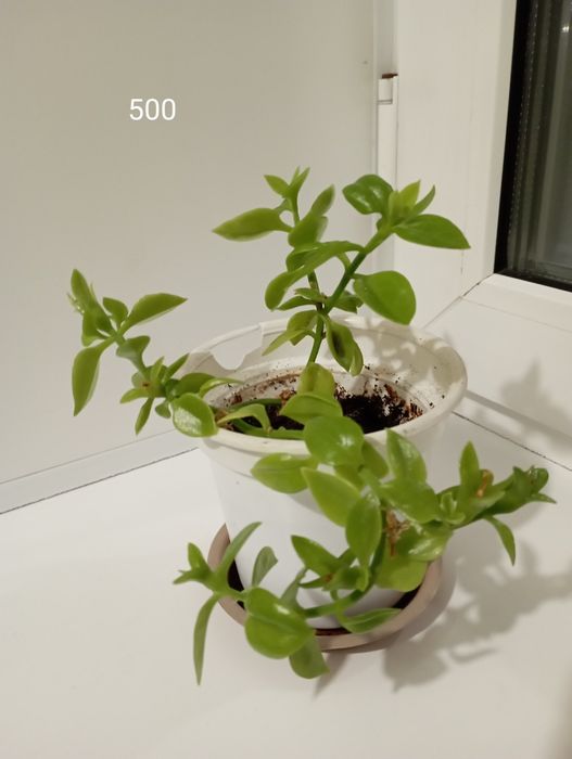 Комнатные растения