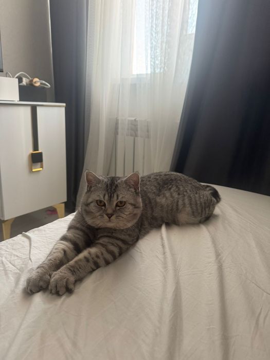 Британец очень хорошой кошка