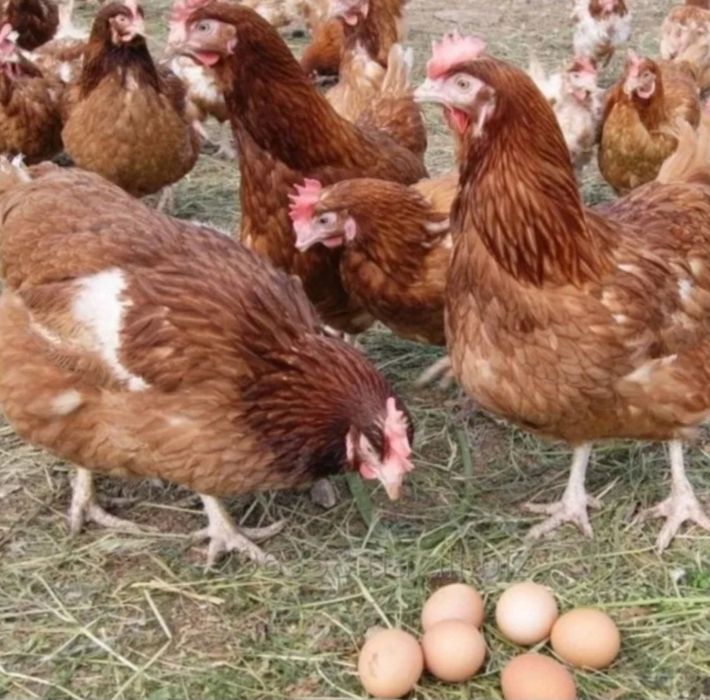 Куры кроссы Ломана Брауна