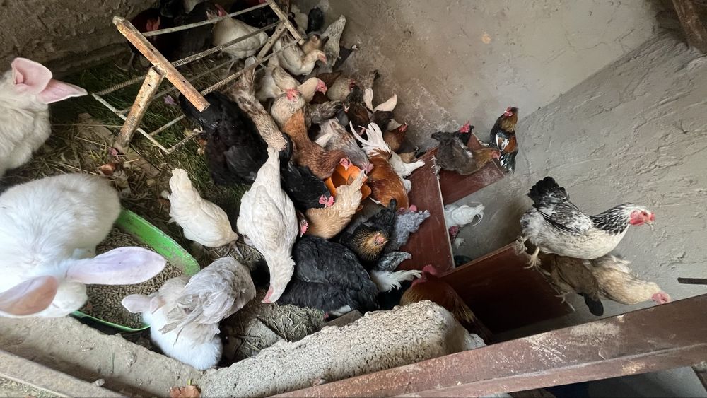 Куры тауык несушки