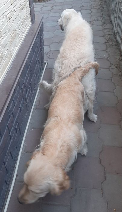 Золотистый ретривер на вязку.