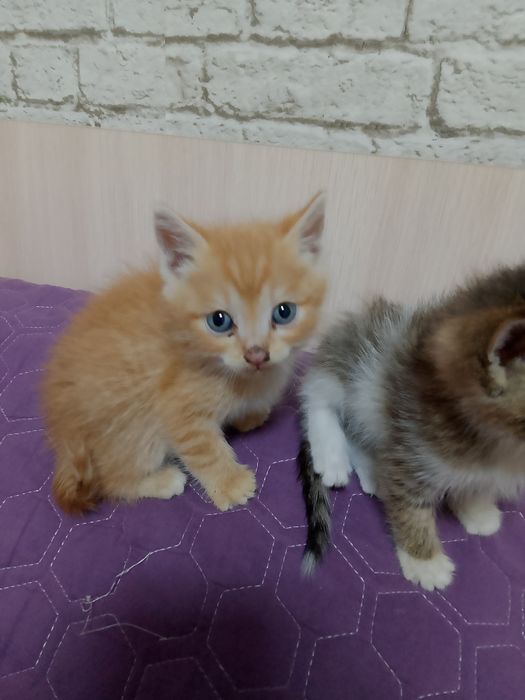 Отдаем бесплатно