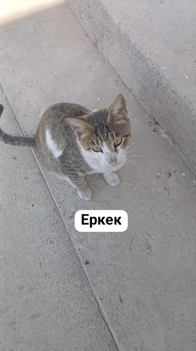 Тегін мысық беремін