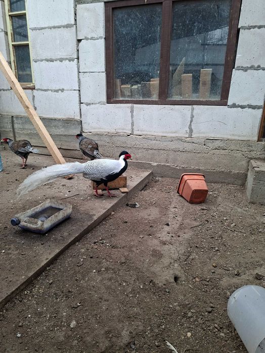 Fazani argintii 2025