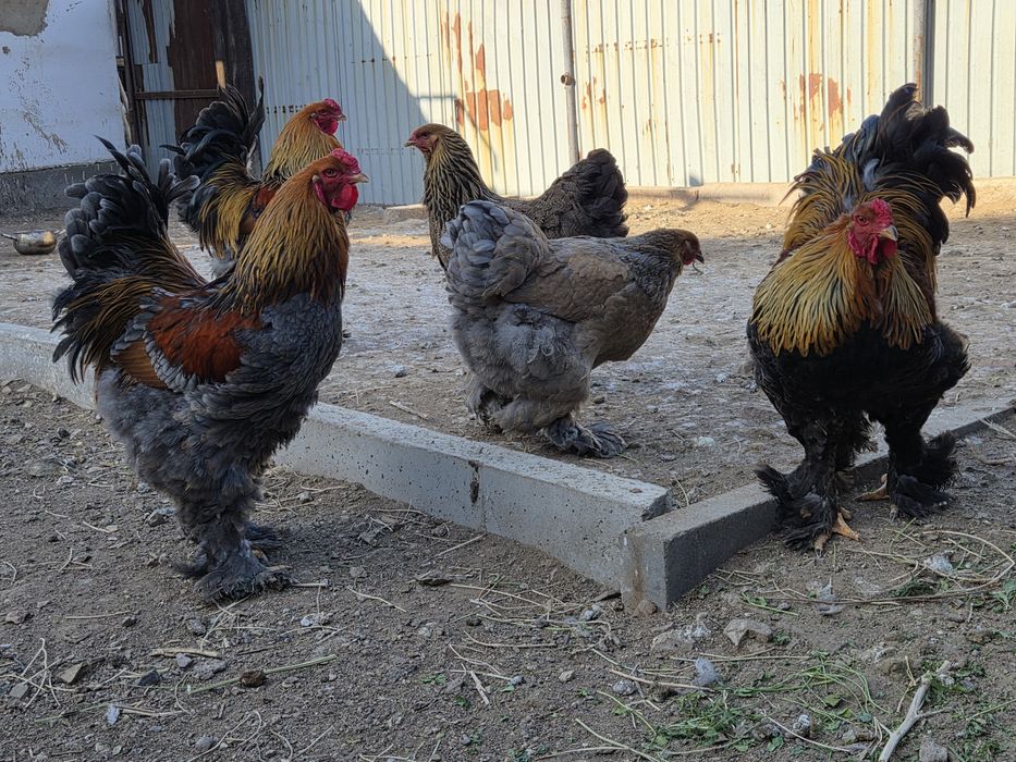 Инкубационные яйца