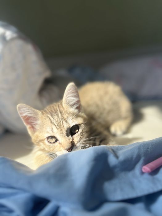 Продам котенка (скоттиш-страйт)