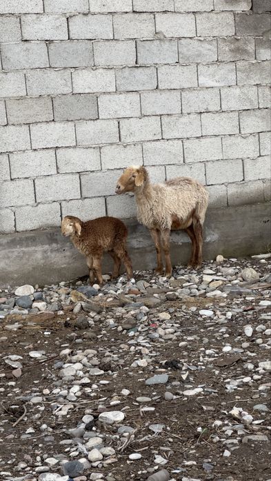 Козылы кой сатылады
