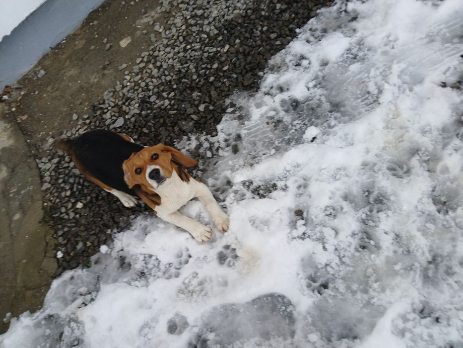 Catelusa mulți color