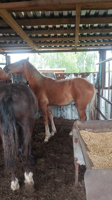 Продам жеребчиков с откорма