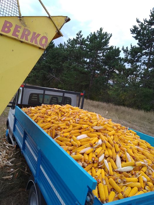 Baloți de lucernă Și porumb