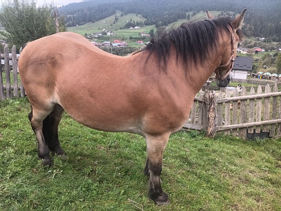 Cal de vânzare 4 ani