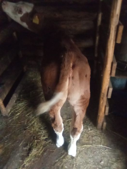 Vând vitea baltata românească