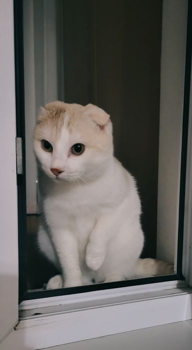 Кот в добрые руки