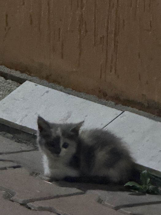 Отдам котят в хорошие руки