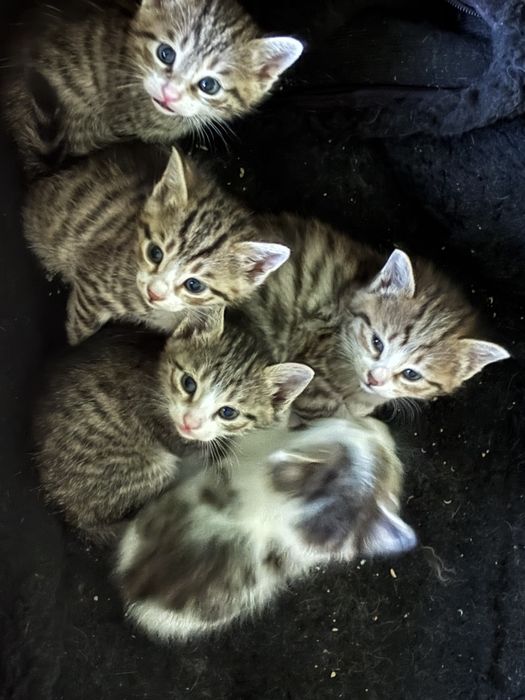 Mushukchalar beramiz