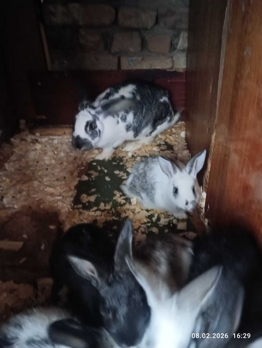 Кролики и крольчата