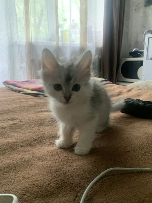 Отдам котят в хорошие руки