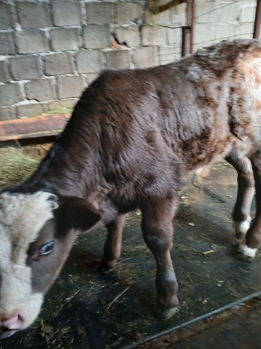 Vând tauras varsta 6 săptămâni