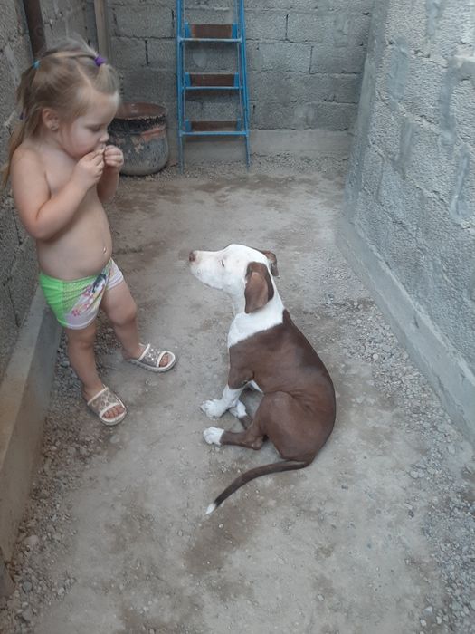 Продам щенка питбуль девочка