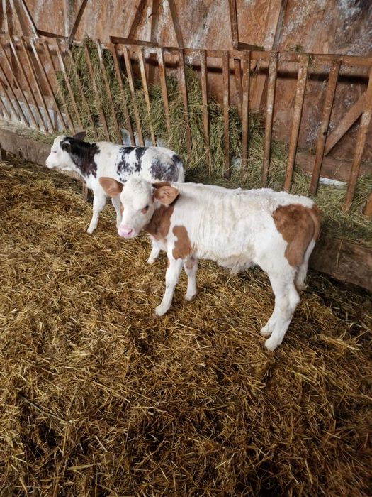Aduc viței de rasă pe comandă dumneavoastră!!