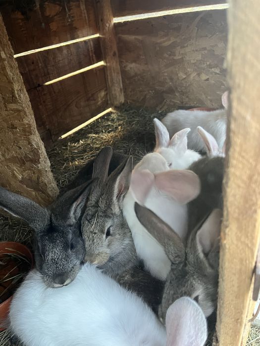 Vand iepuri Urias German