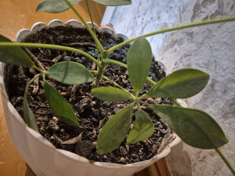 Домашний цветок Шефлера