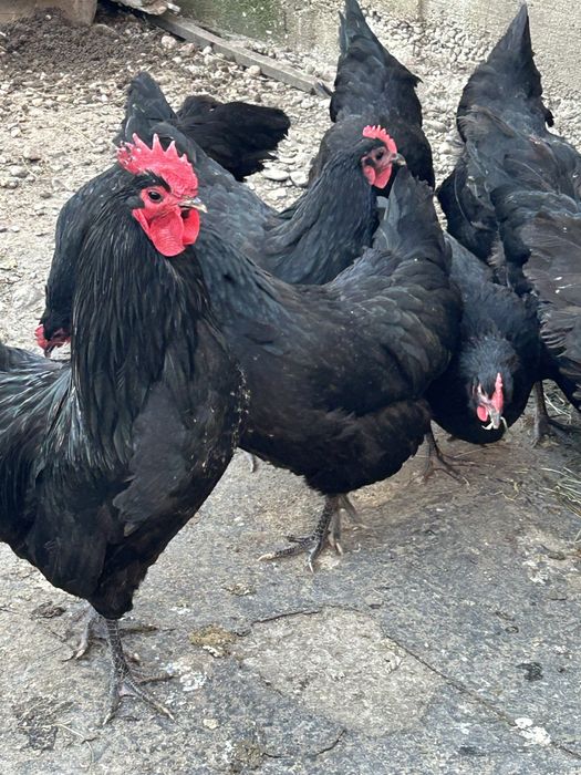 Oua de australorp negru pentru incubat