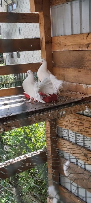 Porumbei albi curcani