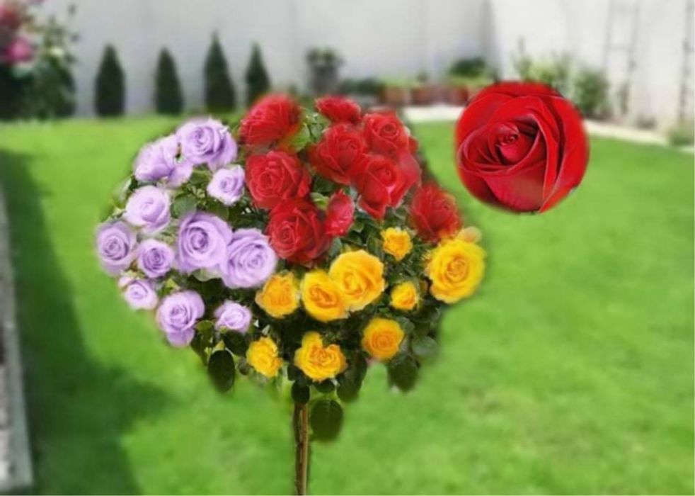 Trandafir pomisor in trei culori deosebit si unicat