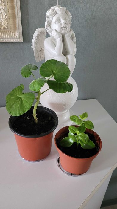 Продам цветы домашние