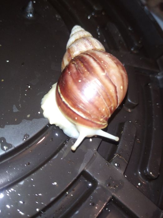 Ахатины разного размера.