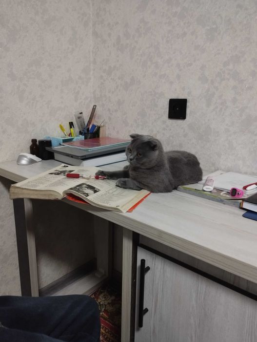 Кошка для дома британской породы