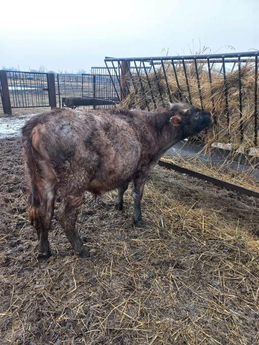 Продам КРС (2 бычка)